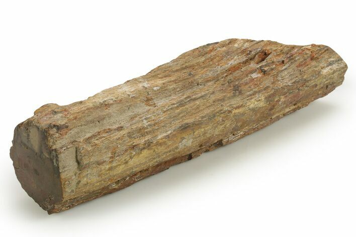 Triassic-Age Petrified Wood Log - Madagascar #378891